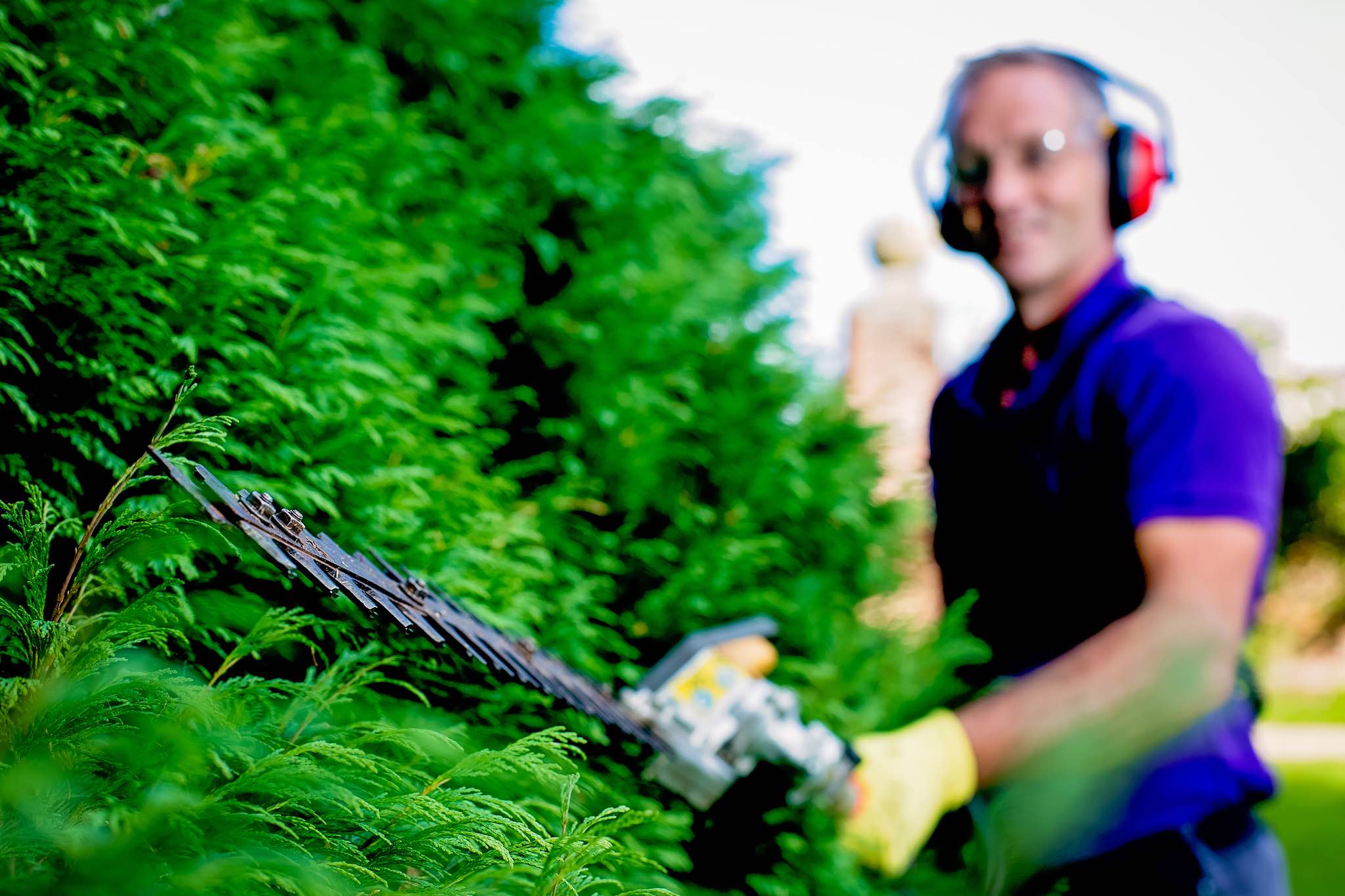 Paul Johnson pruning conifer hedge with Honda Hedge Trimmers